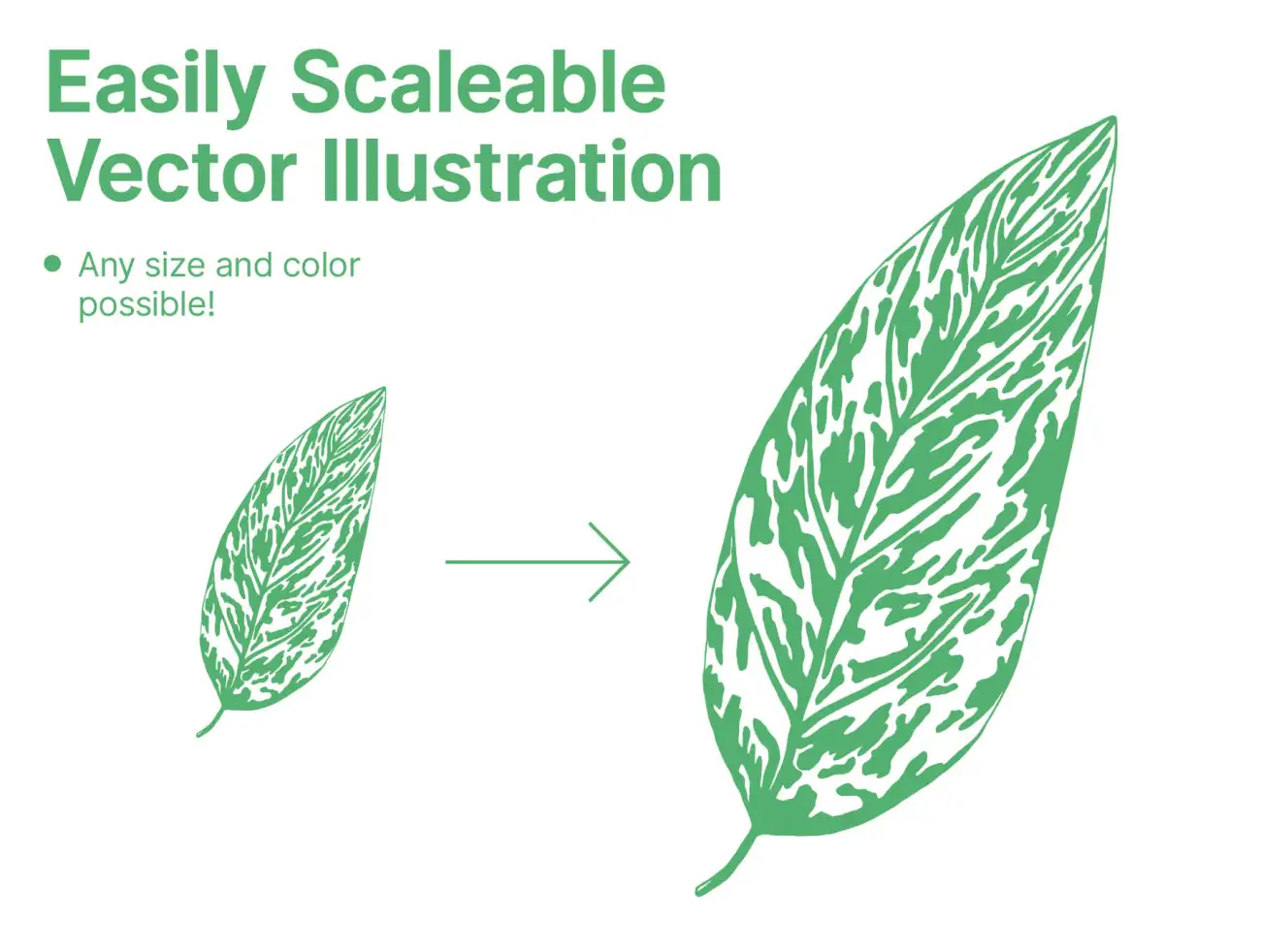 Plant Leaves Illustrations 植物叶子矢量插画-插画-到位啦UI