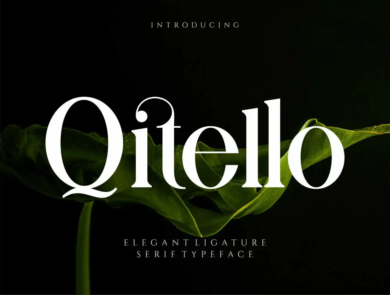大气优雅连字衬线英文字体 Qitello Ligature Serif Typeface-字体-到位啦UI